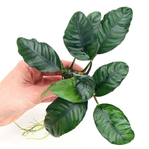 Anubias coffeefolia live - anubias,