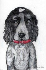 A4 Print of A Blue Roan