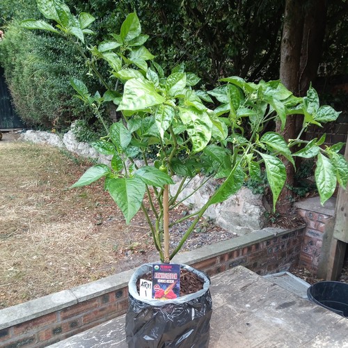 Armegedon chilli pepper plant - chilli,
