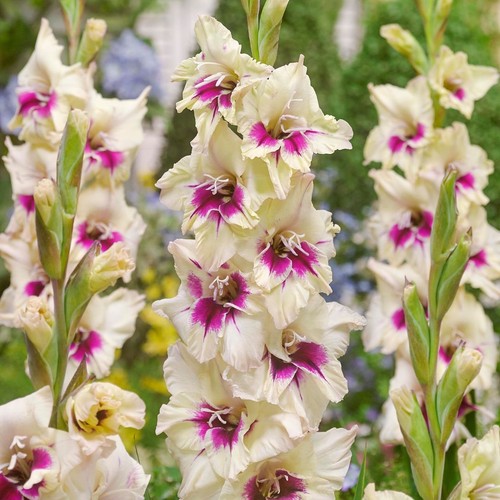 Gladioli amber mystique - 14,