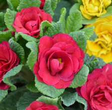 Double Primrose Primula