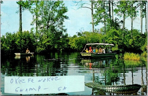 Okefenokee swamp alligators - swamp,