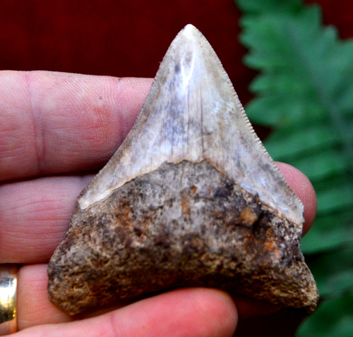 Lovely genuine megalodon - ,