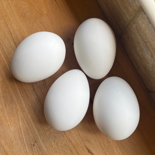 Blown goose eggs clean - blown,
