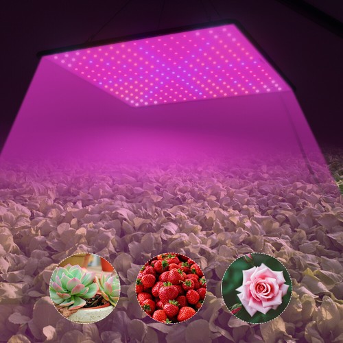 2000w led grow light for - led,