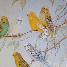 The Budgerigar Parrot Shell