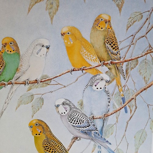The budgerigar parrot shell - the,