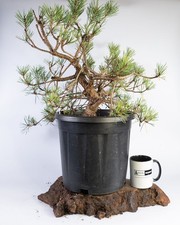 Large Old Scots Pine Bonsai Material Pinus sylvestris Hardy Outdoor Tree