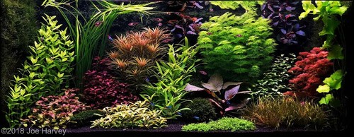 Aquascaping tropical plant - aquascaping,