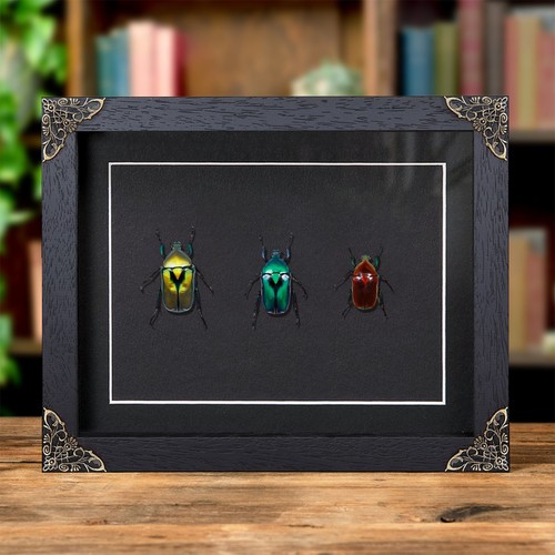 Flower beetle rainbow trio - flower, in