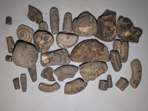 Authentic jurassic fossil bulk - authentic,