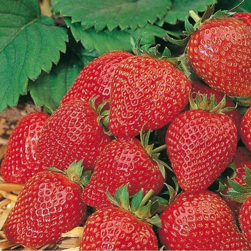 Strawberry elan rhs - elan, award