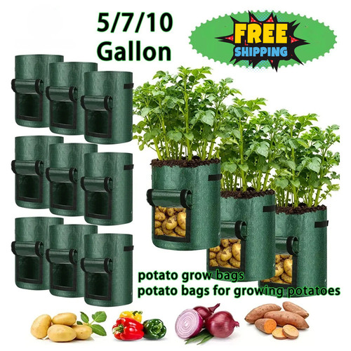 10x large potato - large, grow