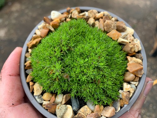 Scleranthus moss like - moss, ground