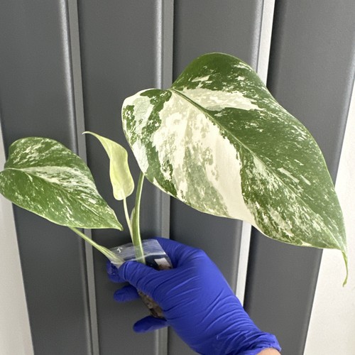 Monstera deliciosa albo - deliciosa,