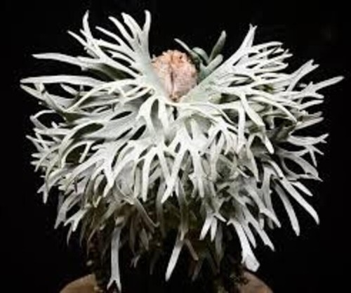 Platycerium willinckii - platycerium,
