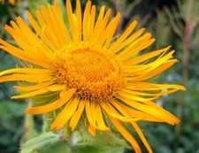 INULA HELENIUM SEEDS YELLOW HERBACEOUS PERENNIAL FLOWER SLYNE GARDEN