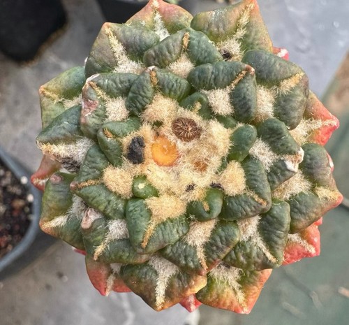 6cm rare live house - rare,
