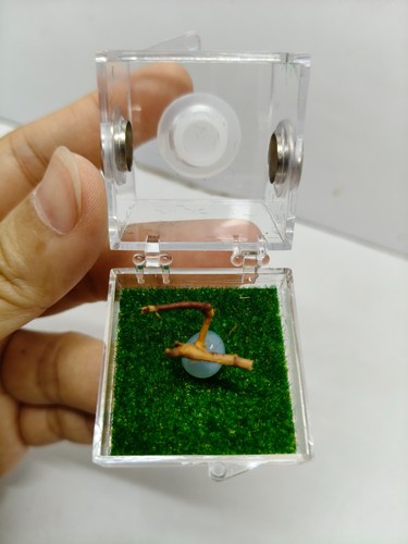 Spider insect portable - spider, acrylic