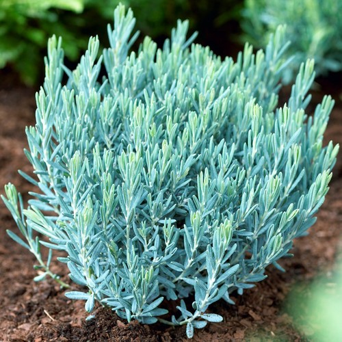 Andromeda polifolia blue - andromeda,