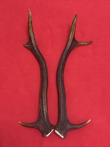 Pair red deer antlers 248g - red,