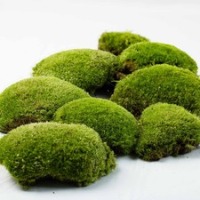 Live cushion moss leucobryum - live,