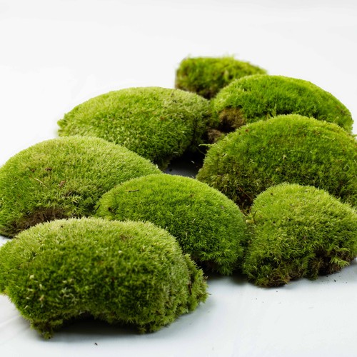 Live cushion moss - live, (leucobryum