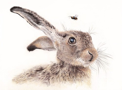 Hare bumblebee wildlife a4 - hare, /