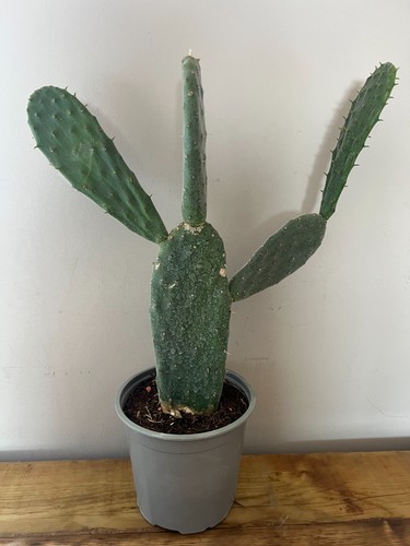 Prickly pear opuntia stricta - prickly,