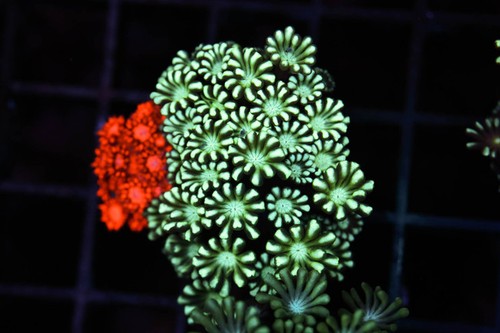 Bleeding apple goniopora coral - bleeding,