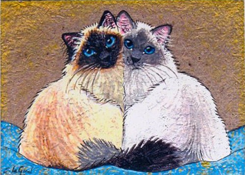 Birman cat aceo - cat,