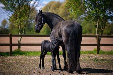 617937 two black - 617937,