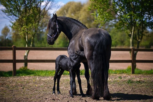 617937 two black - black, horses