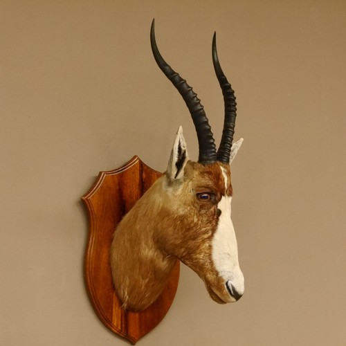 Blessbuck multicolored buck - buck, hl