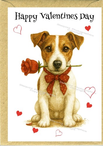 Jack russell terrier dog - terrier,