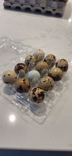Quail eggs eating - eating,