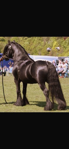 Beautiful leather stallion - beautiful,