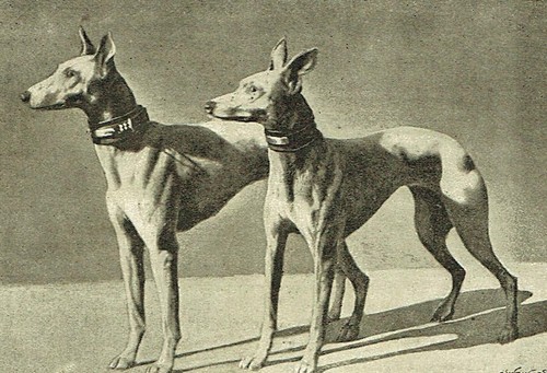 The whippet and - and,