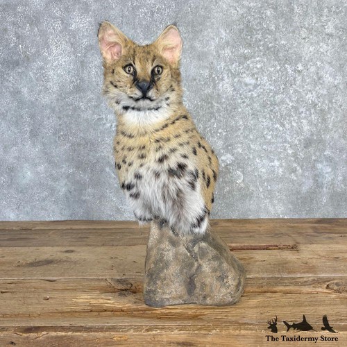 27127 african serval - african,