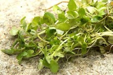 Callitriche stagnalis