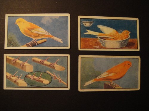 Hydes bird food seed - seed, canary