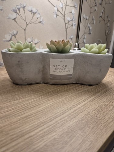 Succulent wax candle from next - succulent,