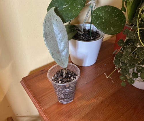 Hoya pubicalyx pink silver - hoya,