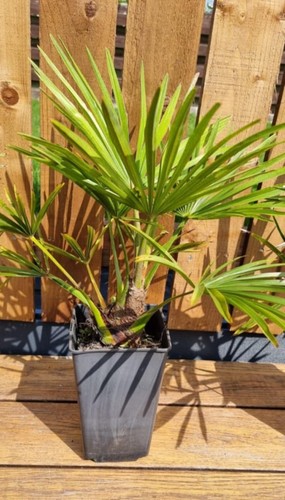 Trachycarpus fortunei palm - fortunei,