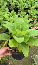 Plants large 5 litre - 5, pot