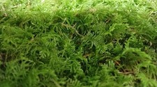 Live feather moss - 10,