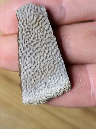 Turtle shell fossil - turtle, creek