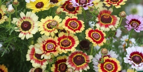 Flower chrysanthemum carinatum - flower,