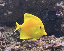 Live Saltwater Fish - Read