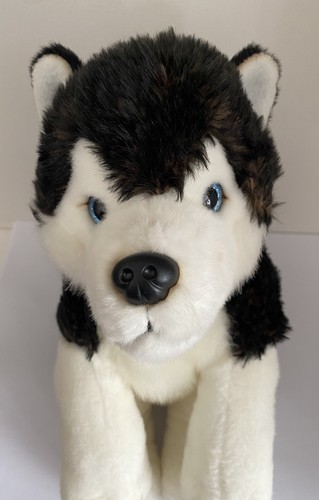 Lapland kivi husky dog - uk,